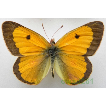 Colias fieldii Menetries, 1855 male China3